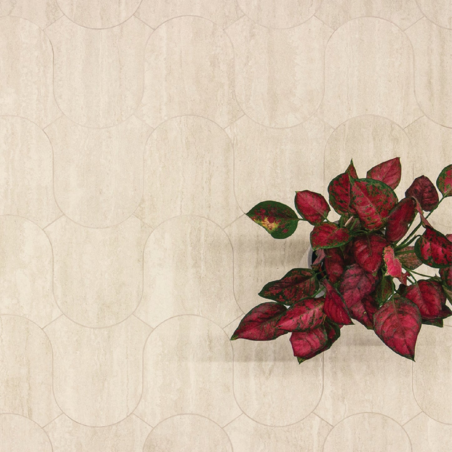 Tufa Vein Cut Campana Ivory Vein Matt 220x245mm